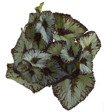 Load image into Gallery viewer, Rex Begonia Artificial Bush (Set of 12)