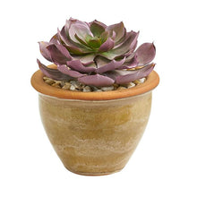Load image into Gallery viewer, 12" Succulent Artificial Plant in Glazed Ceramic Vase (Set of 2)