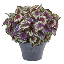Load image into Gallery viewer, 22" Begonia Artificial Plant in Gray Planter