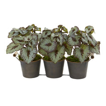 Load image into Gallery viewer, 10" Begonia Artificial Plant in Triple Potted Metal Planter