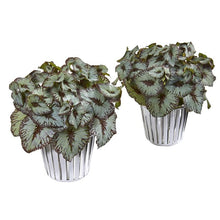Load image into Gallery viewer, 10" Begonia Artificial Plant in White and Silver Trimmed Vase (Set of 2)