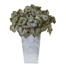 Load image into Gallery viewer, 14" Rex Begonia Artificial Plant in Planter