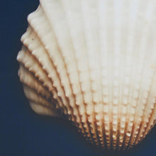 Load image into Gallery viewer, Madison Park Ocean Seashells Framed Canvas 4 Piece Set MP95C-0062 By Olliix