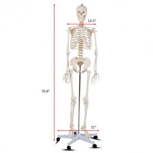 Load image into Gallery viewer, Medical School Human Anatomy Class Life-size Skeleton Model