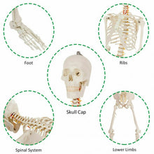 Load image into Gallery viewer, Medical School Human Anatomy Class Life-size Skeleton Model