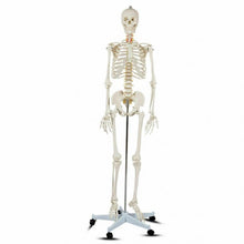 Load image into Gallery viewer, Medical School Human Anatomy Class Life-size Skeleton Model