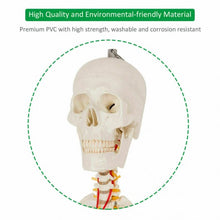 Load image into Gallery viewer, Medical School Human Anatomy Class Life-size Skeleton Model