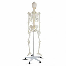Load image into Gallery viewer, Medical School Human Anatomy Class Life-size Skeleton Model