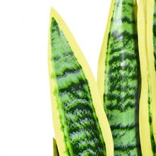 Load image into Gallery viewer, 35.5" Indoor-Outdoor Decoration Fake Artificial Snake Plant