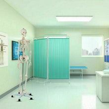 Load image into Gallery viewer, Medical School Human Anatomy Class Life-size Skeleton Model