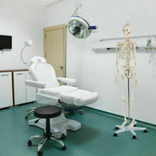 Load image into Gallery viewer, Medical School Human Anatomy Class Life-size Skeleton Model