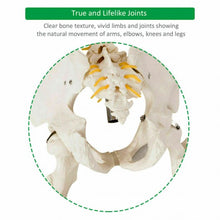 Load image into Gallery viewer, Medical School Human Anatomy Class Life-size Skeleton Model