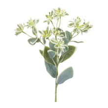 Load image into Gallery viewer, Euphorbia Floral Stem (Set of 6)

