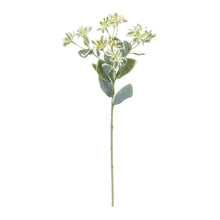 Load image into Gallery viewer, Euphorbia Floral Stem (Set of 6)
