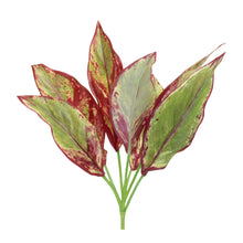 Load image into Gallery viewer, Variegated Foliage Plant (Set of 6)
