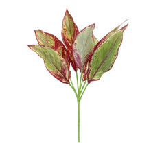 Load image into Gallery viewer, Variegated Foliage Plant (Set of 6)
