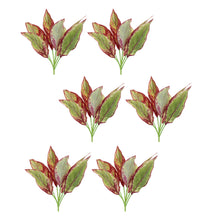 Load image into Gallery viewer, Variegated Foliage Plant (Set of 6)
