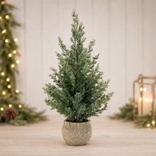Load image into Gallery viewer, Potted Mini Pine Tree (Set of 2)
