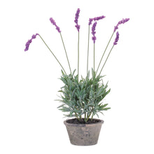 Load image into Gallery viewer, Potted Lavender Plant (Set of 4)
