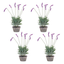 Load image into Gallery viewer, Potted Lavender Plant (Set of 4)
