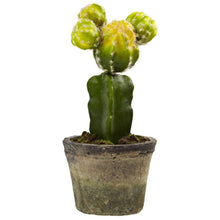 Load image into Gallery viewer, Colorful Cactus (Set of 3)
