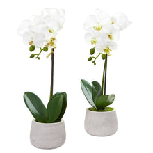 Load image into Gallery viewer, Phalaenopsis Orchid Artificial Arrangement (Set of 2)
