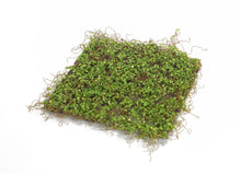 Load image into Gallery viewer, Lifelike Moss Display Mat (Set of 12)

