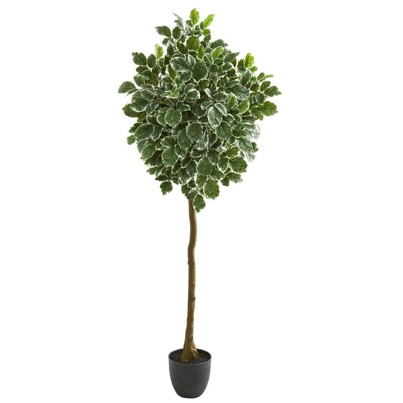 6