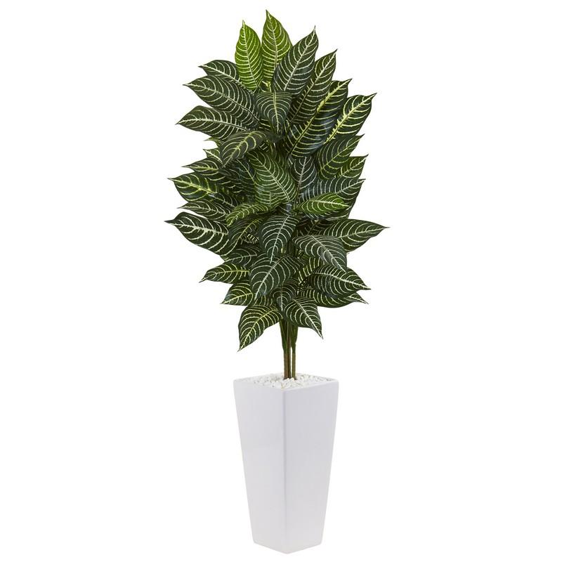 4' Zebra Plant in White Tower Planter