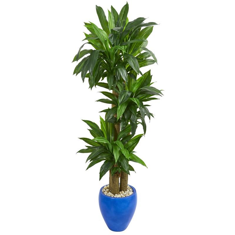 6' Cornstalk Dracaena Artificial Plant in Blue Planter (Real Touch)