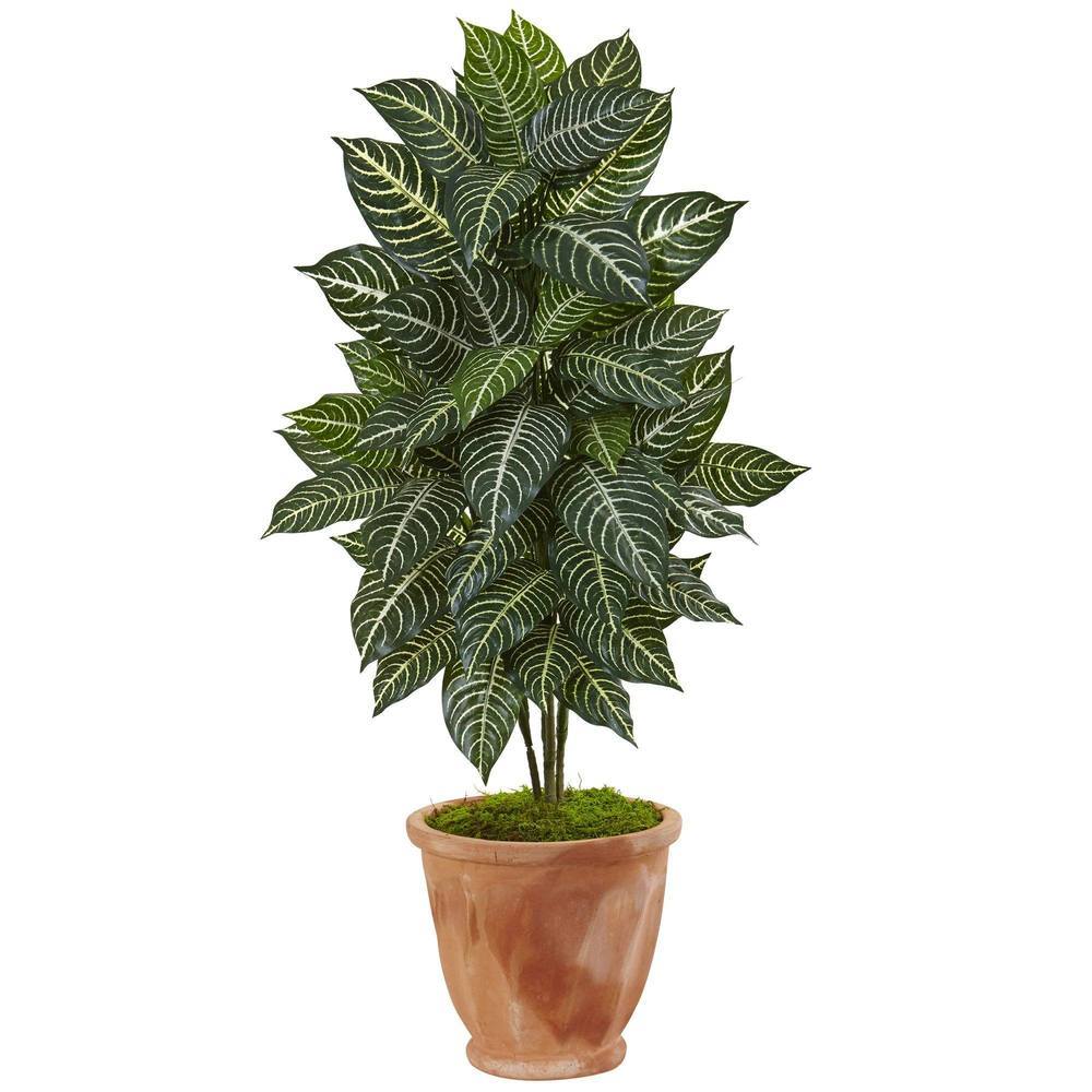 42' Zebra Plant in Terracotta Planter