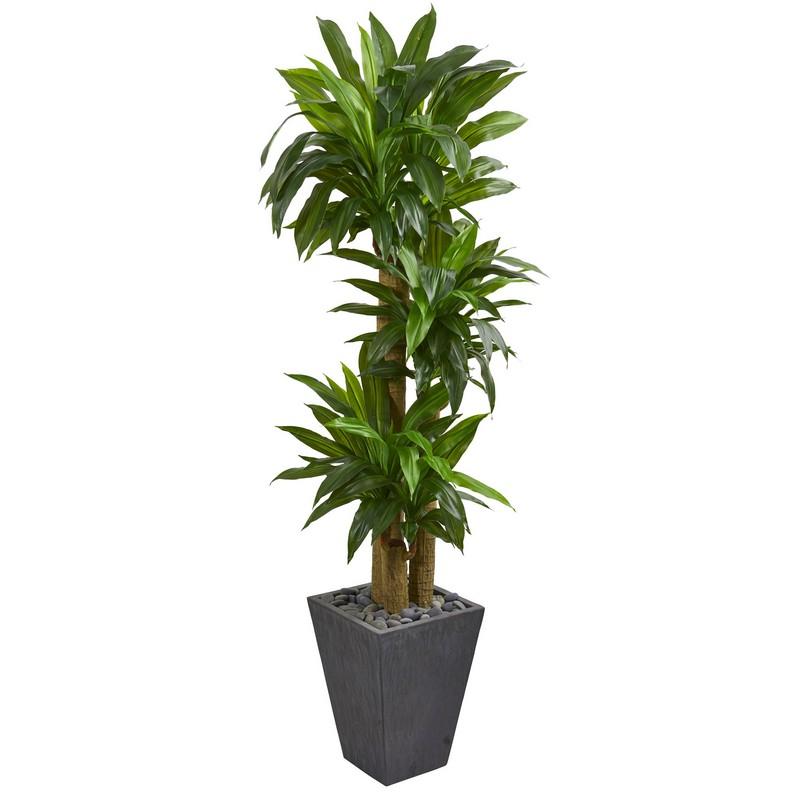 5.5' Cornstalk Dracaena Artificial Plant in Slate Planter (Real Touch)
