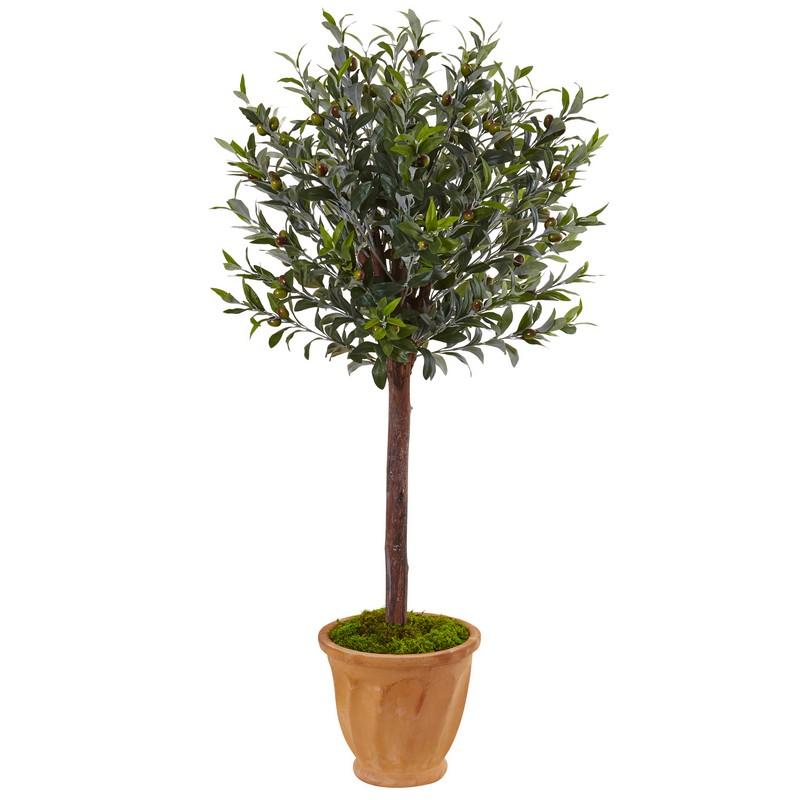 4.5' Olive Tree in Terracotta Planter