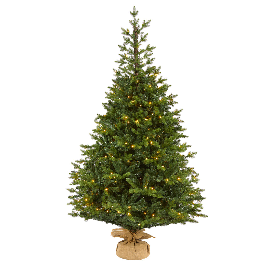 6' Fraser Fir 