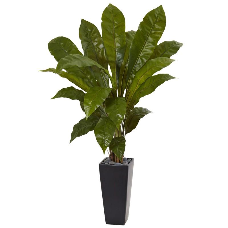 54' Birdsnest Plant in Black Tower Planter