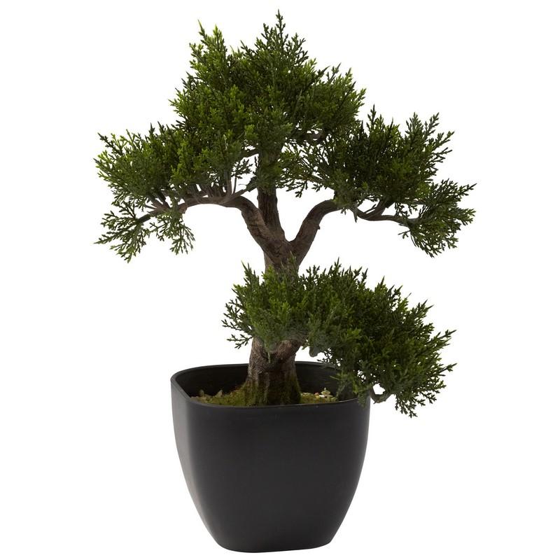 15'' Cedar Bonsai