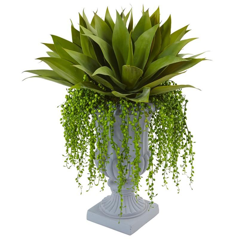 Agave and Senecio Succulent Arrangement