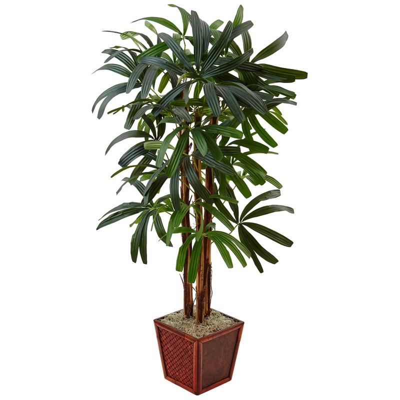 5' Raphis Palm Tree in Bamboo Planter