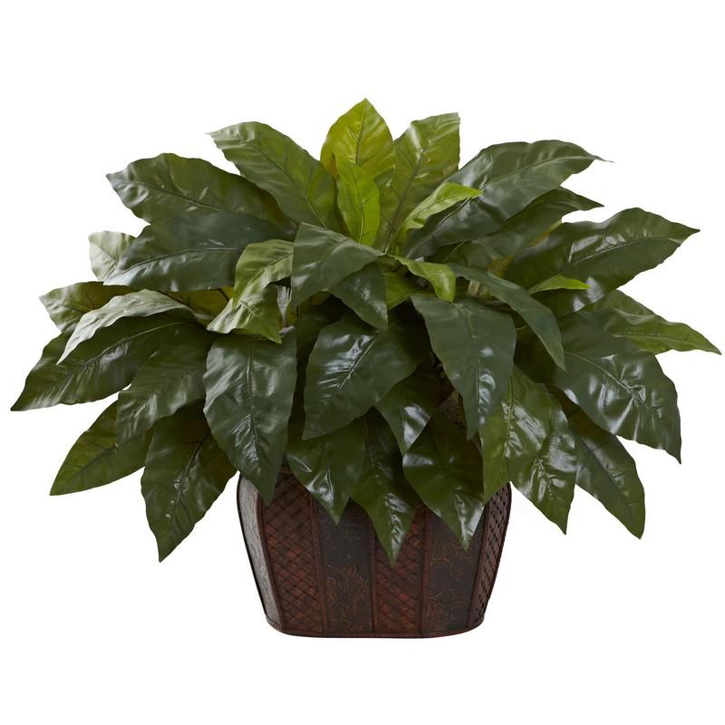 Giant Birdsnest Fern with Decorative Planter