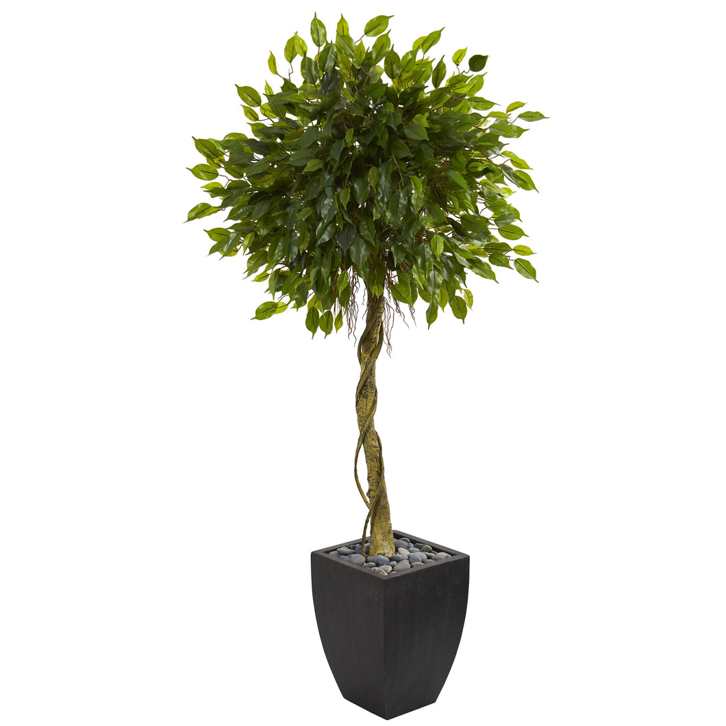 5.5' Ficus Artificial Tree in Black Wash Planter UV Resistant