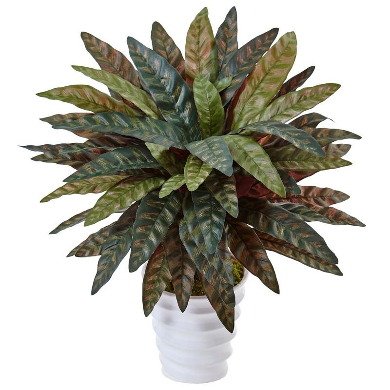 Peacock Plant in Swirl Planter