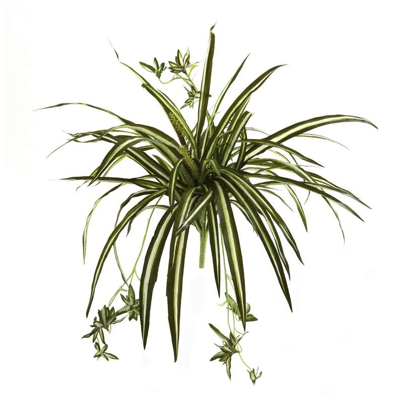 Spider Plant Bush (Set of 4)