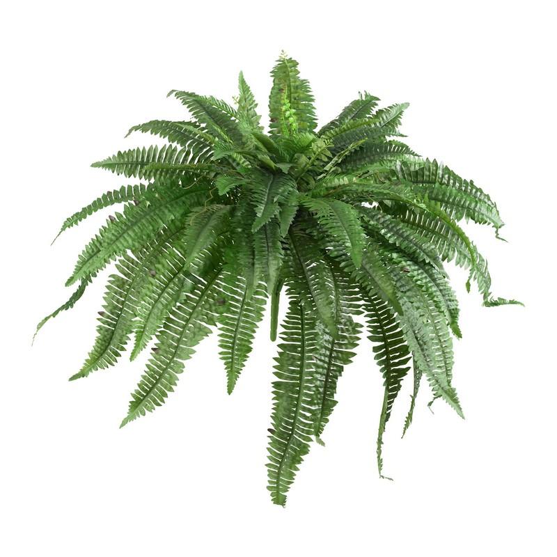Boston Fern (Set of 2)