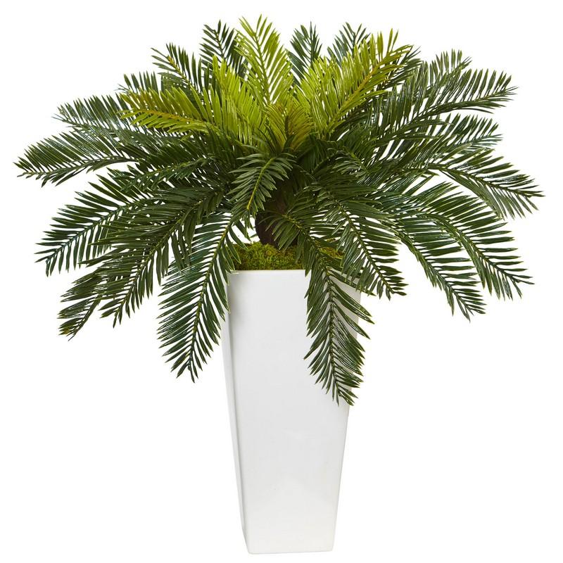 Cycus in White Planter