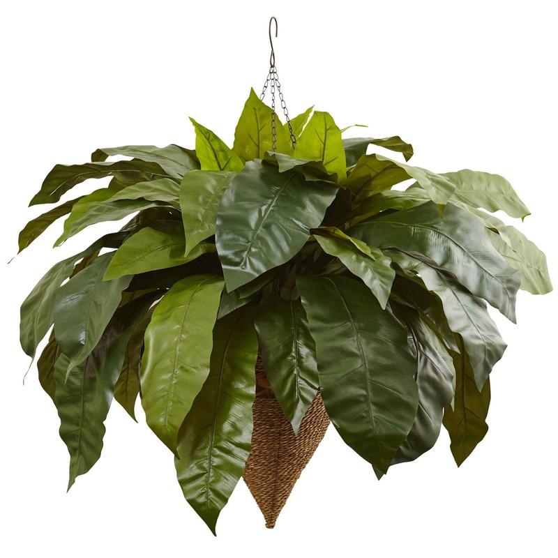 Giant Bird's Nest Fern with Cone Hanging Basket