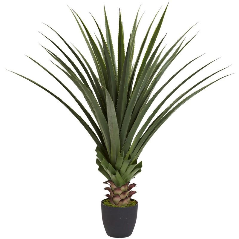 4' Spiked Agave Plant