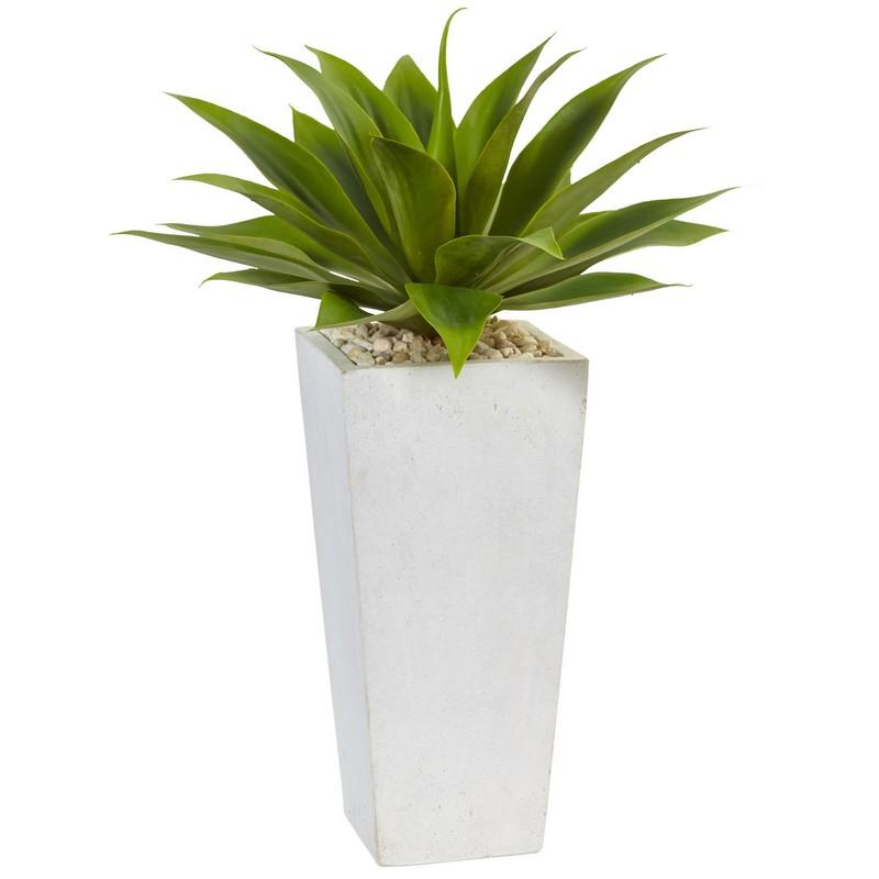 Agave in White Planter