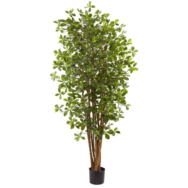 6' Black Olive Silk Tree