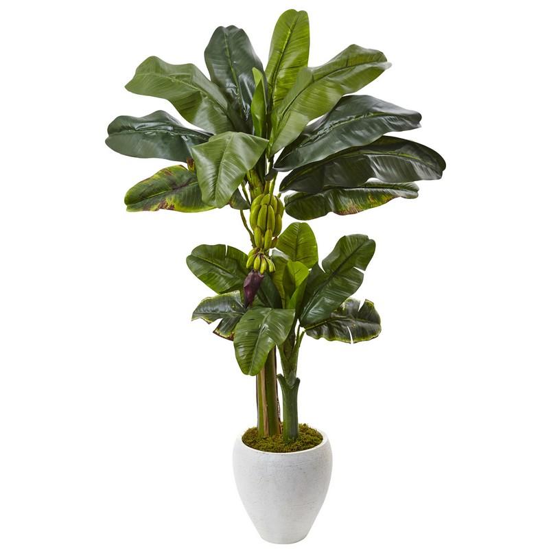 Double Stalk Banana Tree in White Planter