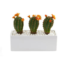 Load image into Gallery viewer, 11&quot; Cactus Succulent Artificial Plant in Glazed White Planter
